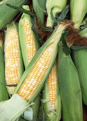 Agro & Food Expo 2008 Tawarkan Investasi Rp 511,8 Miliar